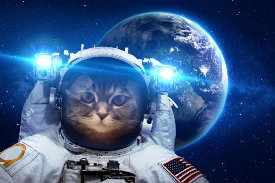 Katze schwebt im Weltall