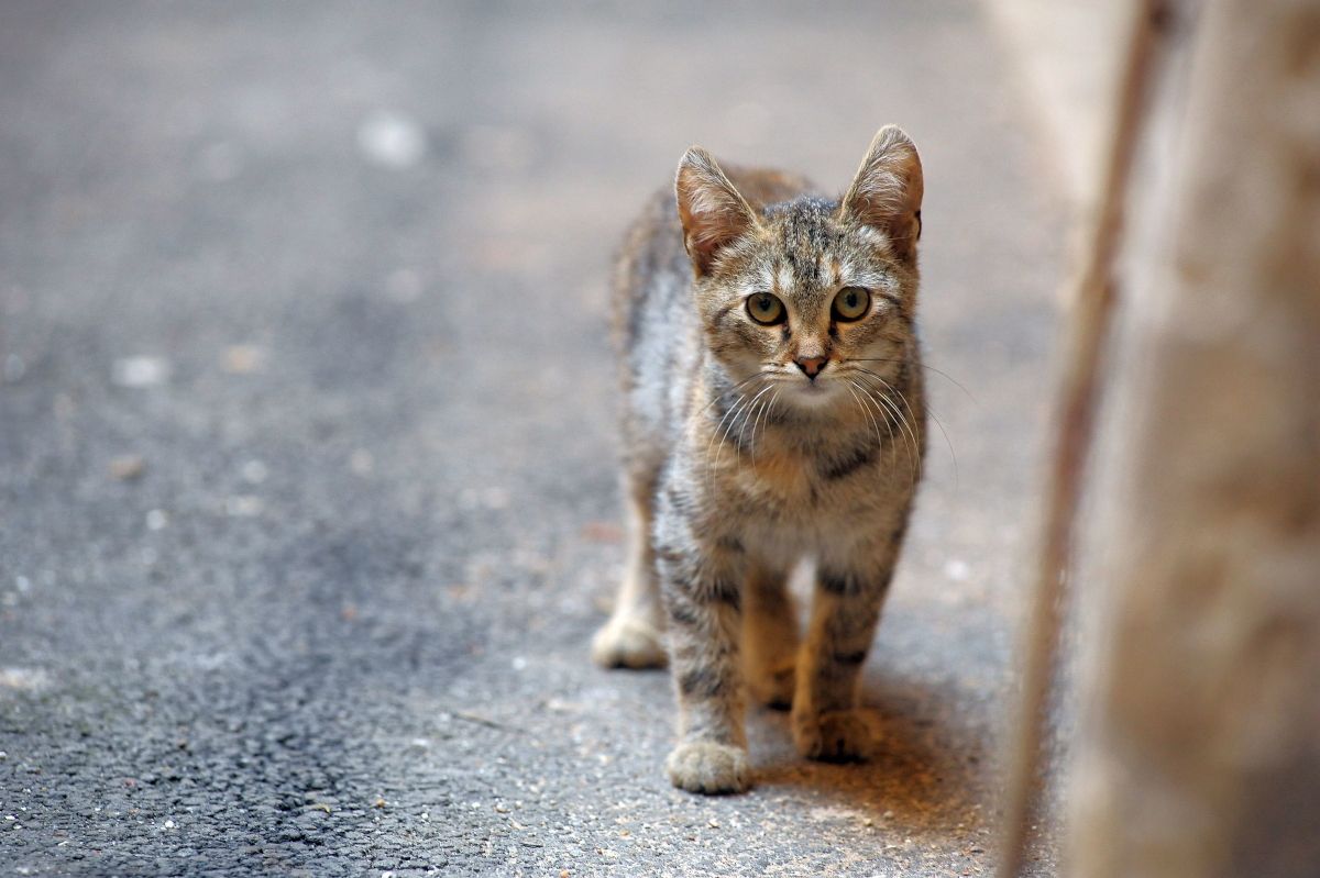 Das Leben auf der Straße ist (auch) für Katzen kein Zuckerschlecken.
