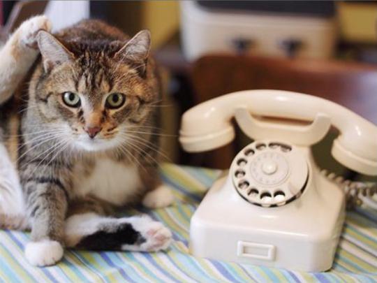Katze und Telefon